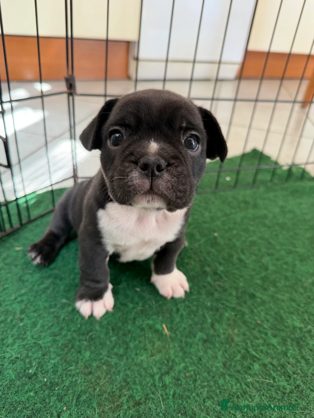 Bulldog Francese cani in vendita: Cucciolo di Bulldo francese  - Annuncio 2