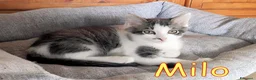 Europeo gatti in regalo: MILO GATTINO DI 4 MESI - Annuncio 2