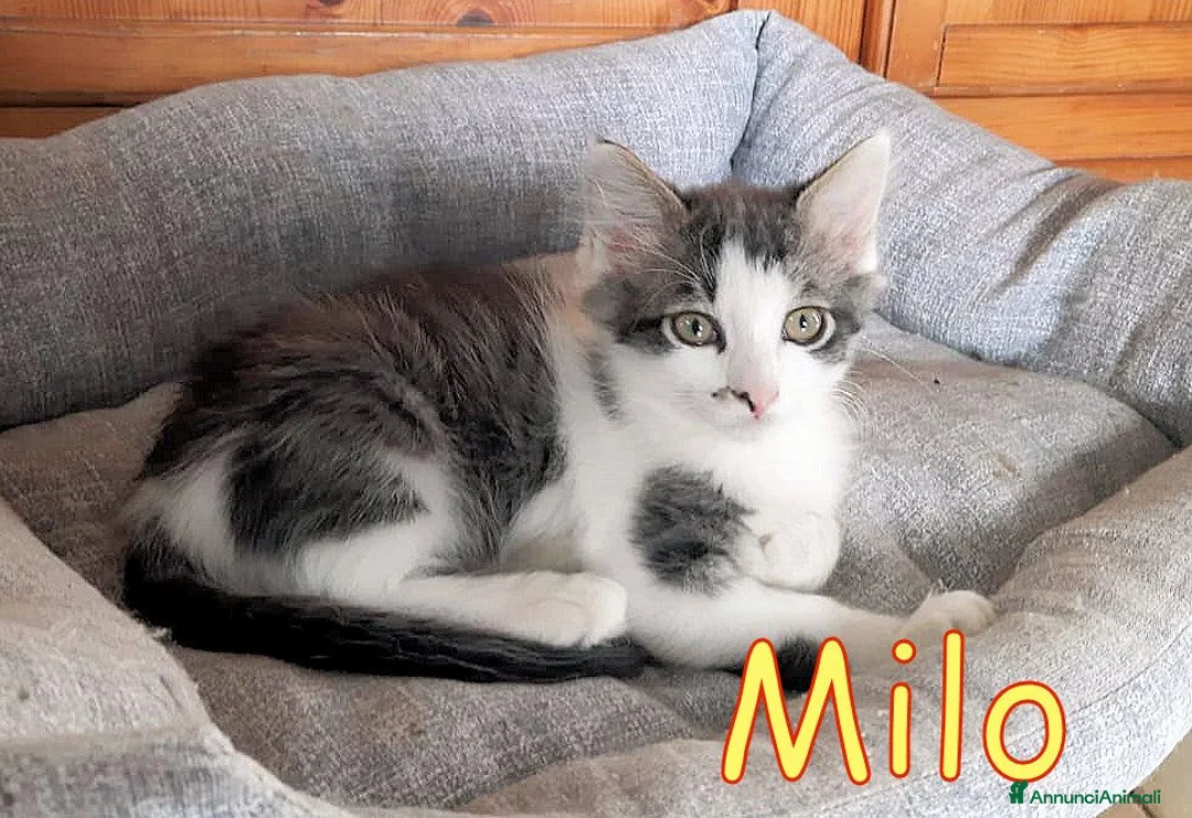Europeo gatti in regalo: MILO GATTINO DI 4 MESI - Annuncio 2