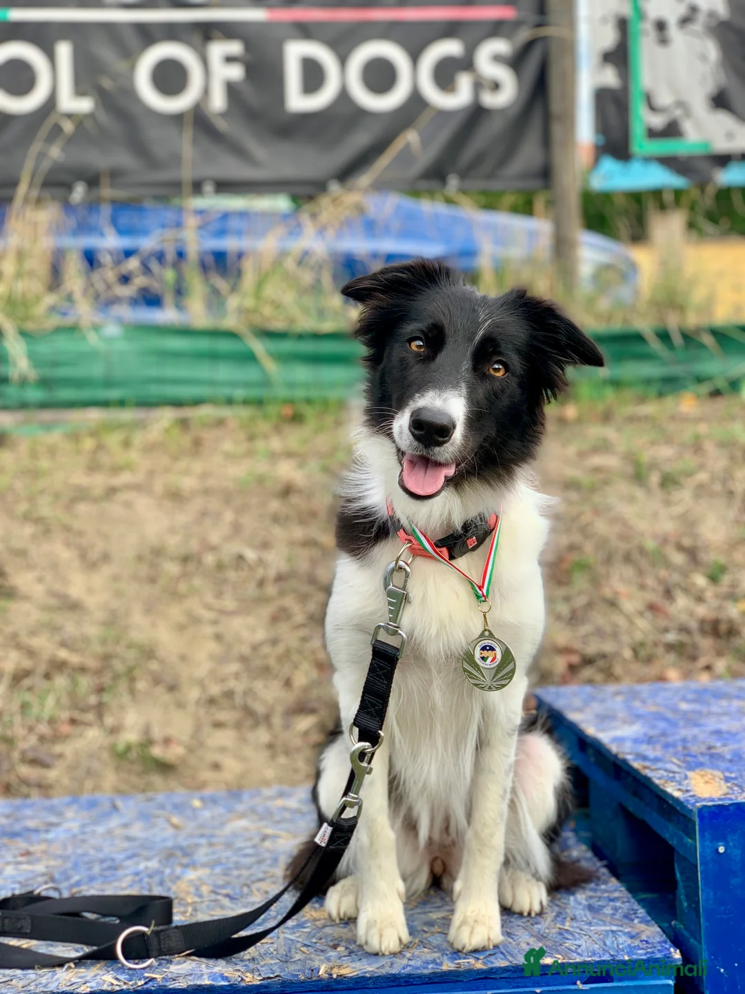 Border Collie cani per accoppiamento: Yuma cerca un fidanzato - Annuncio 12