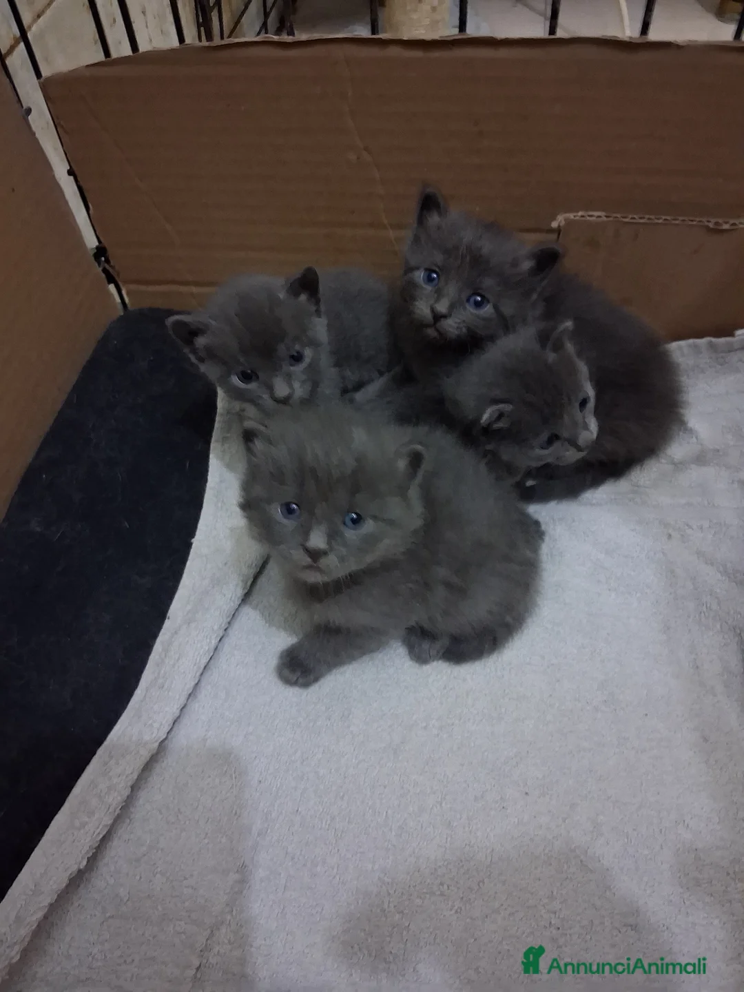 Certosino gatti in vendita: Gattini certosini  a Provincia di Monza e della Brianza - Annuncio 2