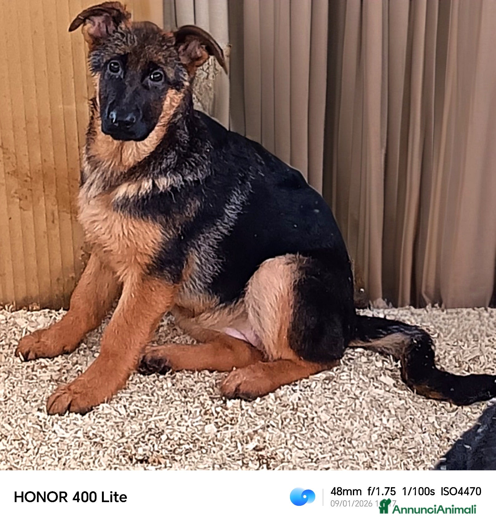 Pastore Tedesco cani Cucciole femmine di pastore tedesco già pronte  - Annuncio 2