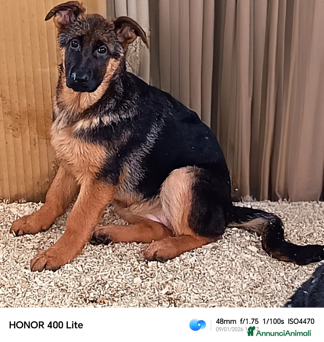 Pastore Tedesco cani in vendita: Cucciole femmine di pastore tedesco già pronte  - Annuncio 2