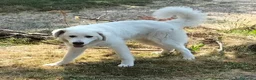 Pastore Abbruzzese Maremmano cani in regalo: JERRY con tanta voglia di correre a Provincia di Macerata - Annuncio 4