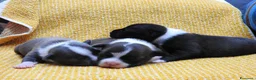 Staffordshire cani in vendita: Staffordshire bull terrier staffy a Provincia di Frosinone - Annuncio 17