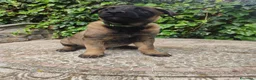 Pastore Belga cani in vendita: Cuccioli Pastore Belga Malinois a Provincia di Cosenza - Annuncio 5