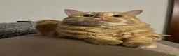 Europeo gatti in regalo: Gattini inseparabili - Annuncio 3