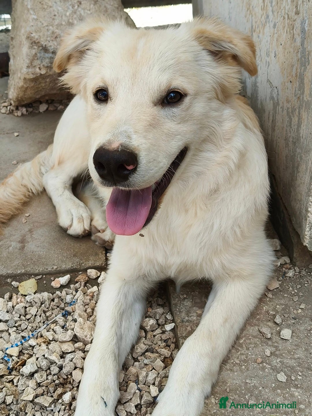 Meticcio cani in regalo: IL DOLCISSIMO AIKO - Annuncio 6