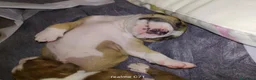American Bully cani in vendita: American Bully  a Provincia di Nuoro - Annuncio 4
