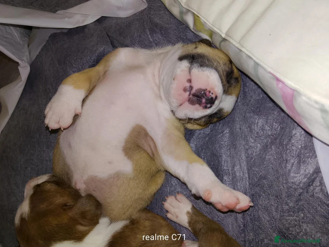 American Bully cani in vendita: American Bully  a Provincia di Nuoro - Annuncio 4
