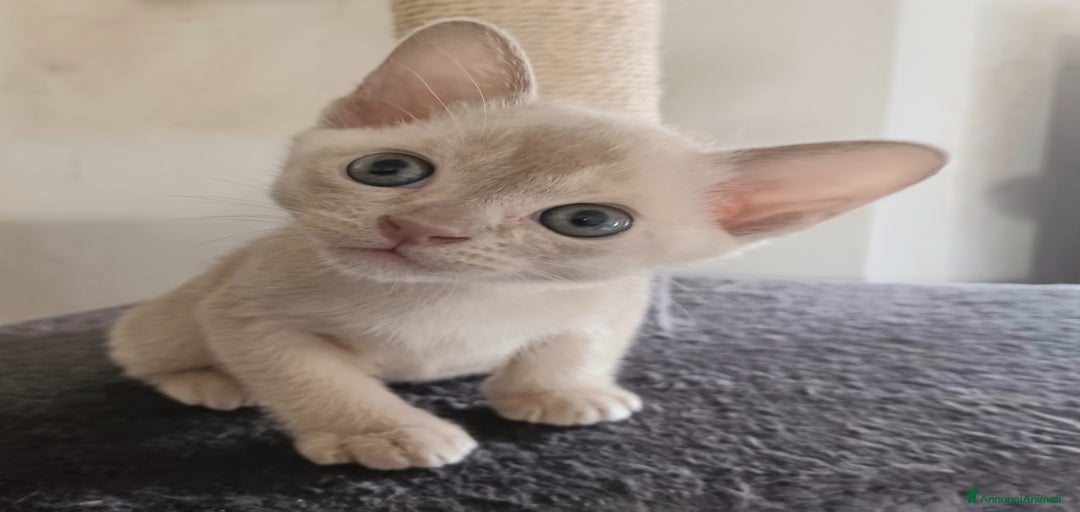 Immagine della galleria {{count}}