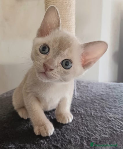 Immagine della galleria {{count}}