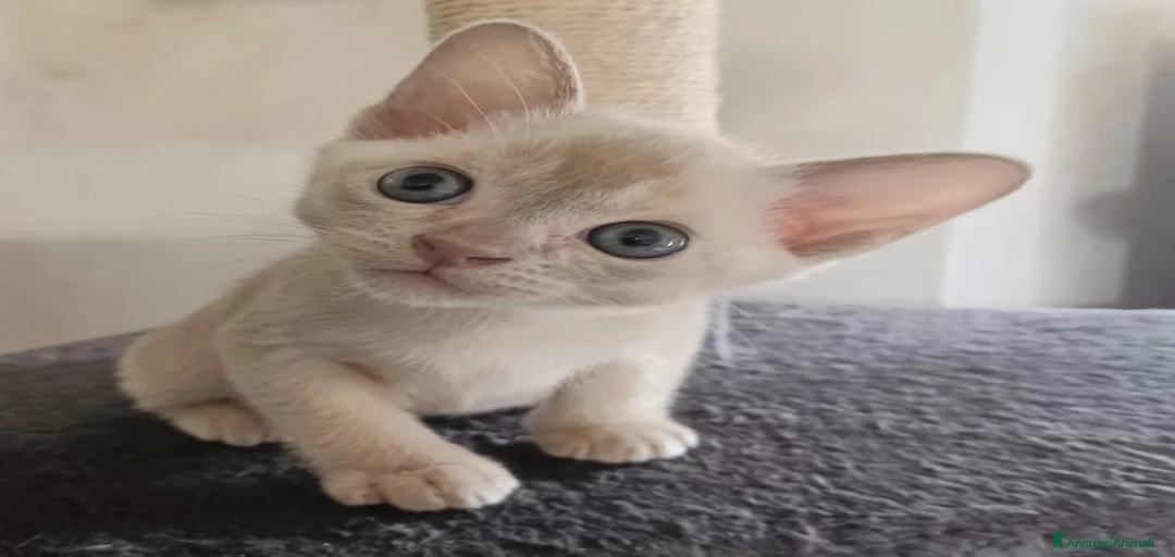 Immagine della galleria {{count}}