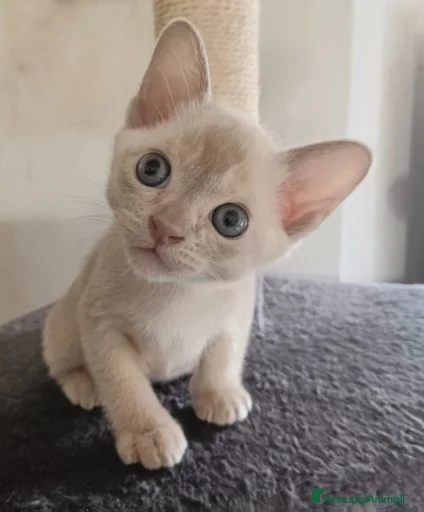 Immagine della galleria {{count}}