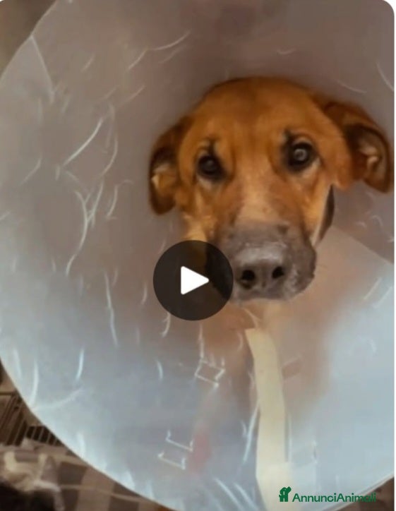 Pastore Tedesco cani Pastore femmina 6anni operata d'urgenza!BARI URGE - Annuncio 1