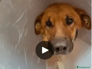 Pastore Tedesco cani Pastore femmina 6anni operata d'urgenza!BARI URGE - Annuncio 1