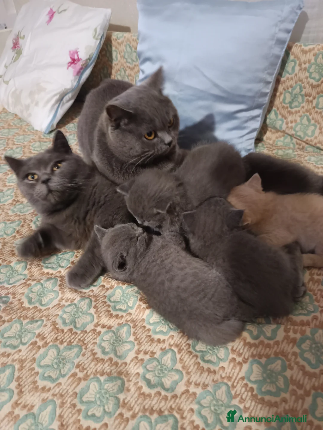 British gatti in vendita: British shortair  - Annuncio 1