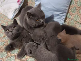 British gatti British shortair - Annuncio 36