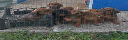 Bassotto cani in vendita: Cuccioli bassotti nano a pelo raso a Provincia di Padova - Annuncio 3