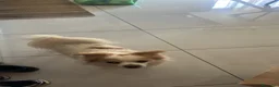 Meticcio cani per accoppiamento: Spyro cerca fidanzatina a Provincia di Chieti - Annuncio 4