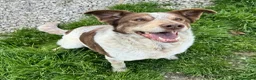 Meticcio cani in regalo: Kikka 4 anni Taglia media  a Provincia di Teramo - Annuncio 4