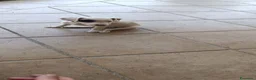 Jack Russell cani in vendita: ULTIMI DUE CUCCIOLI - Annuncio 5