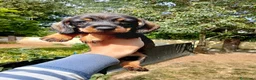 Bassotto cani in vendita: Bassotto pelo duro maschi  - Annuncio 18