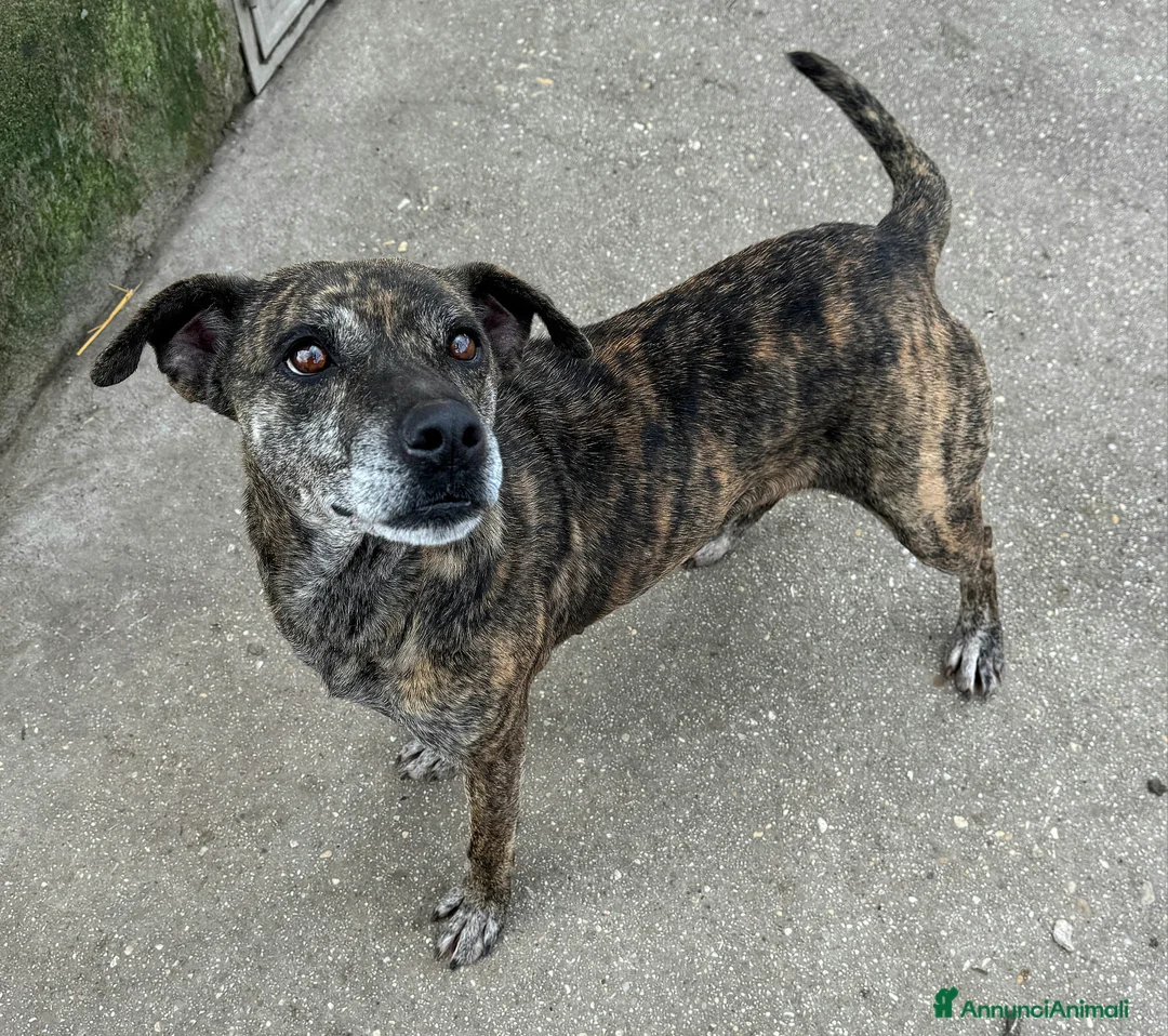 Meticcio cani in regalo: Anissa 7 anni Taglia media piccola  - Annuncio 6