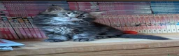 Maine Coon gatti in vendita: Cuccioli di Maine Coon alta qualità  - Annuncio 15