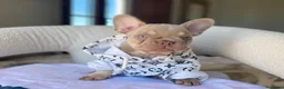 Bulldog Francese cani in vendita: Splendidi cuccioli Bulldog Francese - Annuncio 4