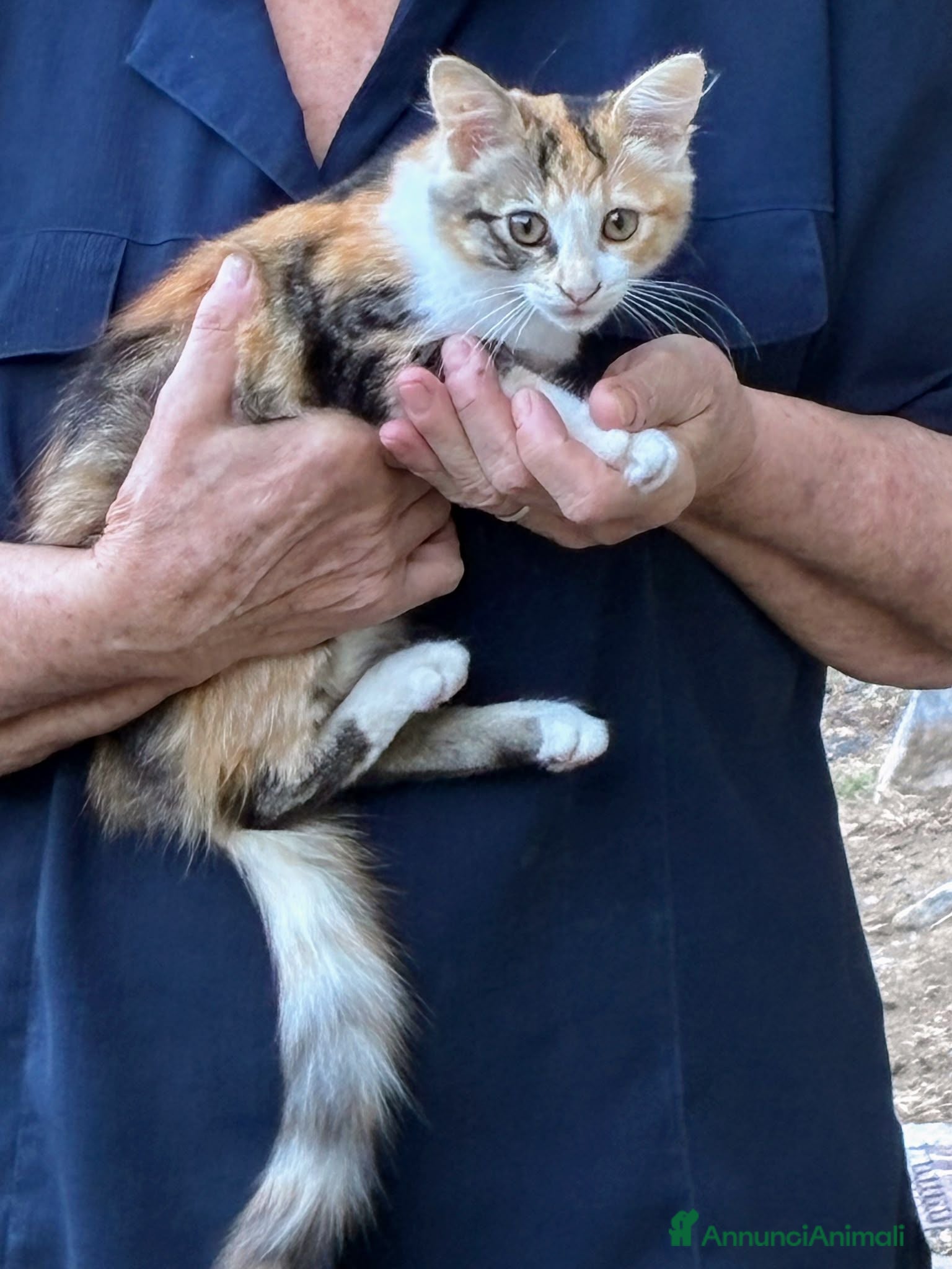 Europeo gatti GATTINA CALICO ( TRICOLORE) PELO SEMILUNGO - Annuncio 40