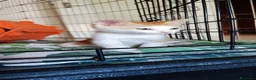 Meticcio gatti in regalo: Sole adorabile gattino a Città Metropolitana di Bologna - Annuncio 6