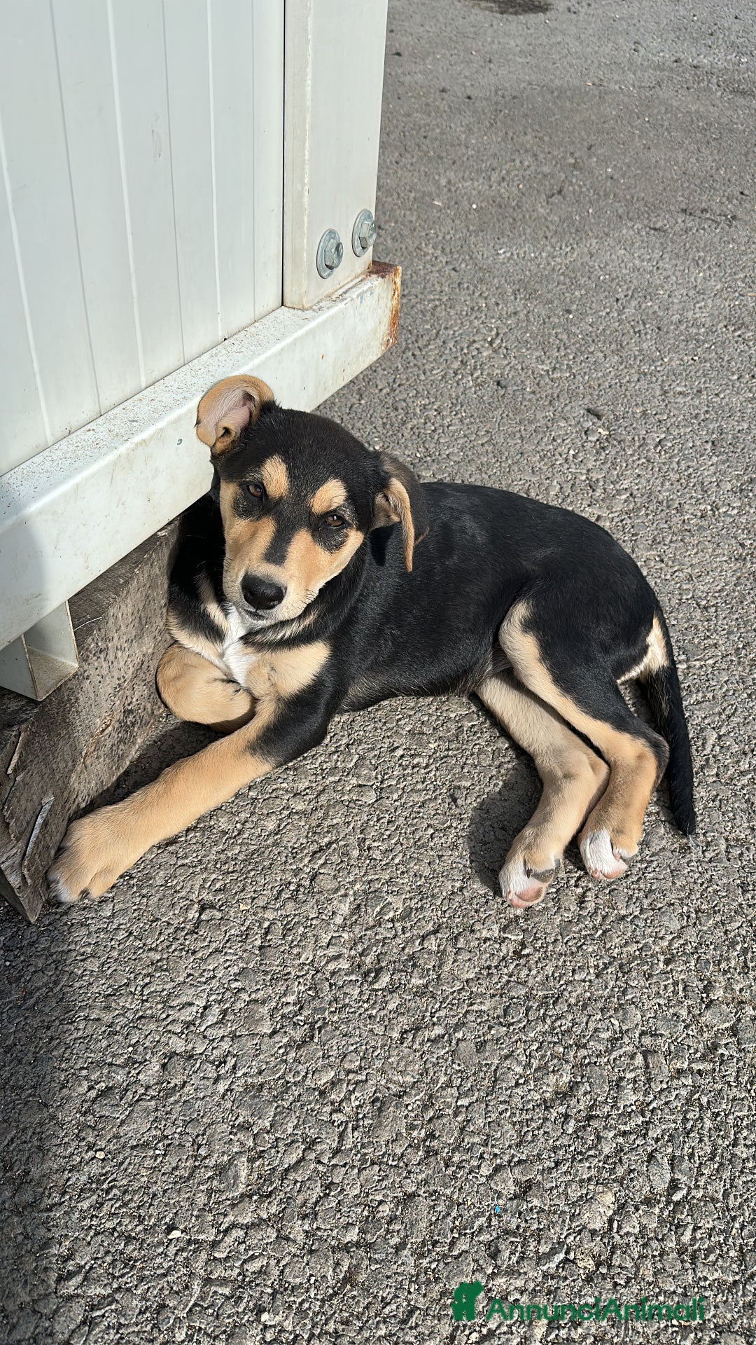 Meticcio cani in regalo: Emy cerca casa - Annuncio 2