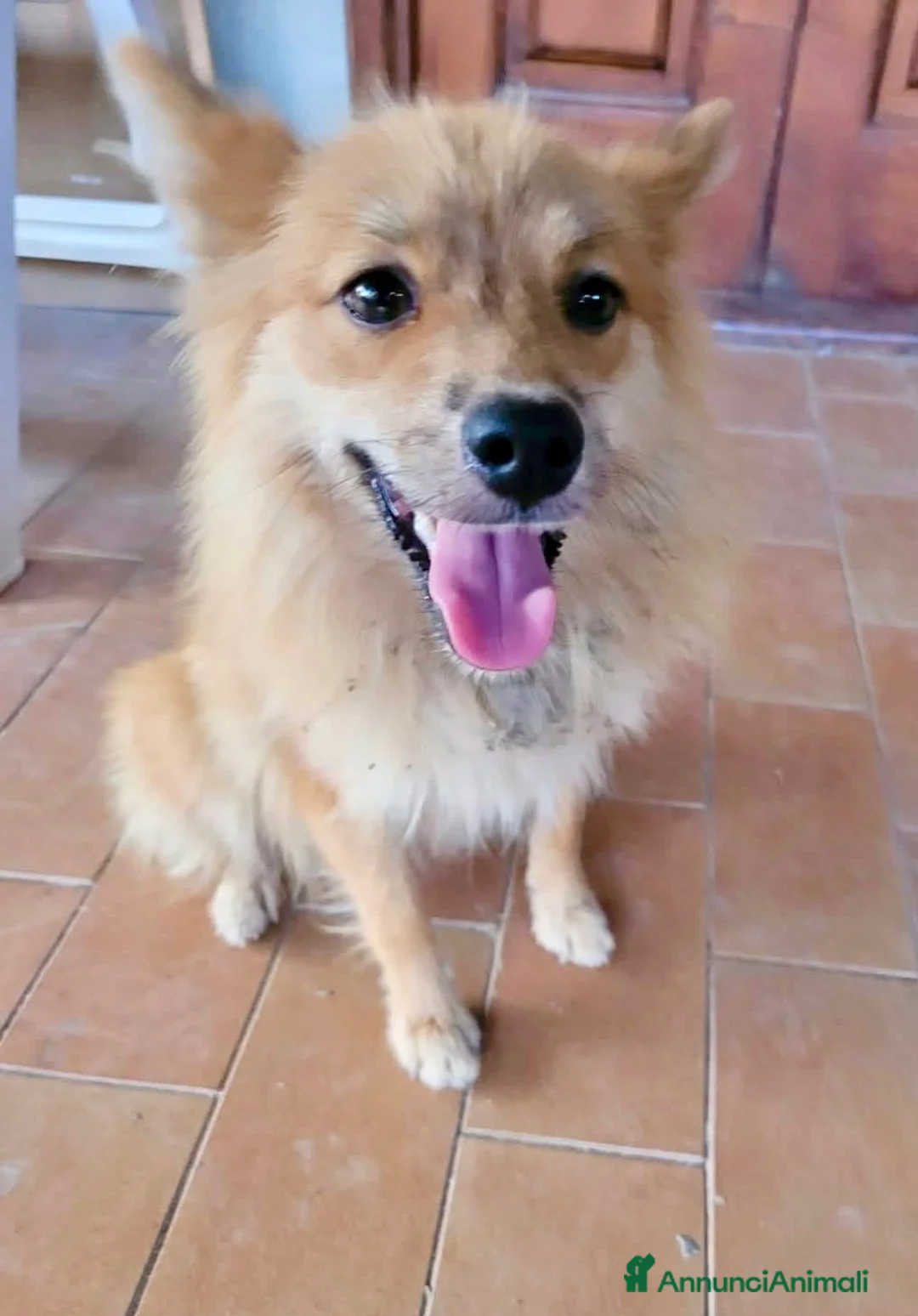 Meticcio gatti in regalo: Femmina taglia piccola 3 anni  - Annuncio 1
