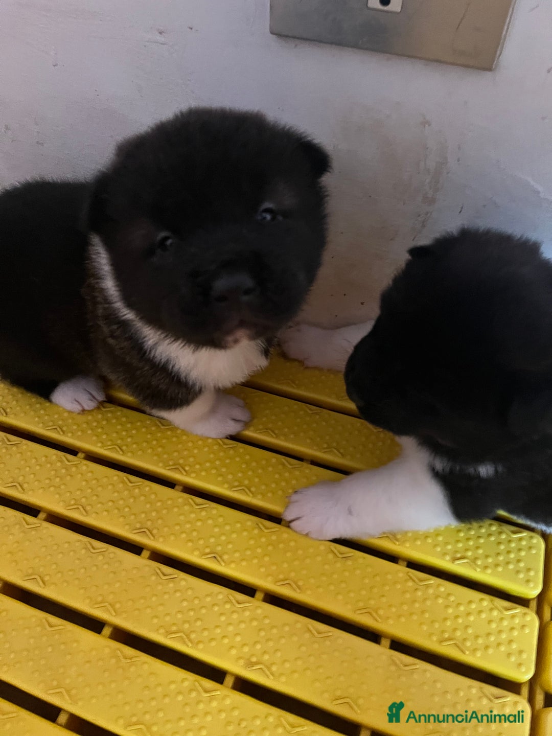 Akita Americano cani in vendita: Cuccioli di Akita Americano  - Annuncio 6