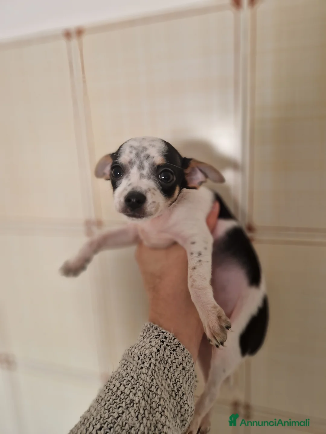 Chihuahua cani in vendita: Chihuahua Femmina - Annuncio 4