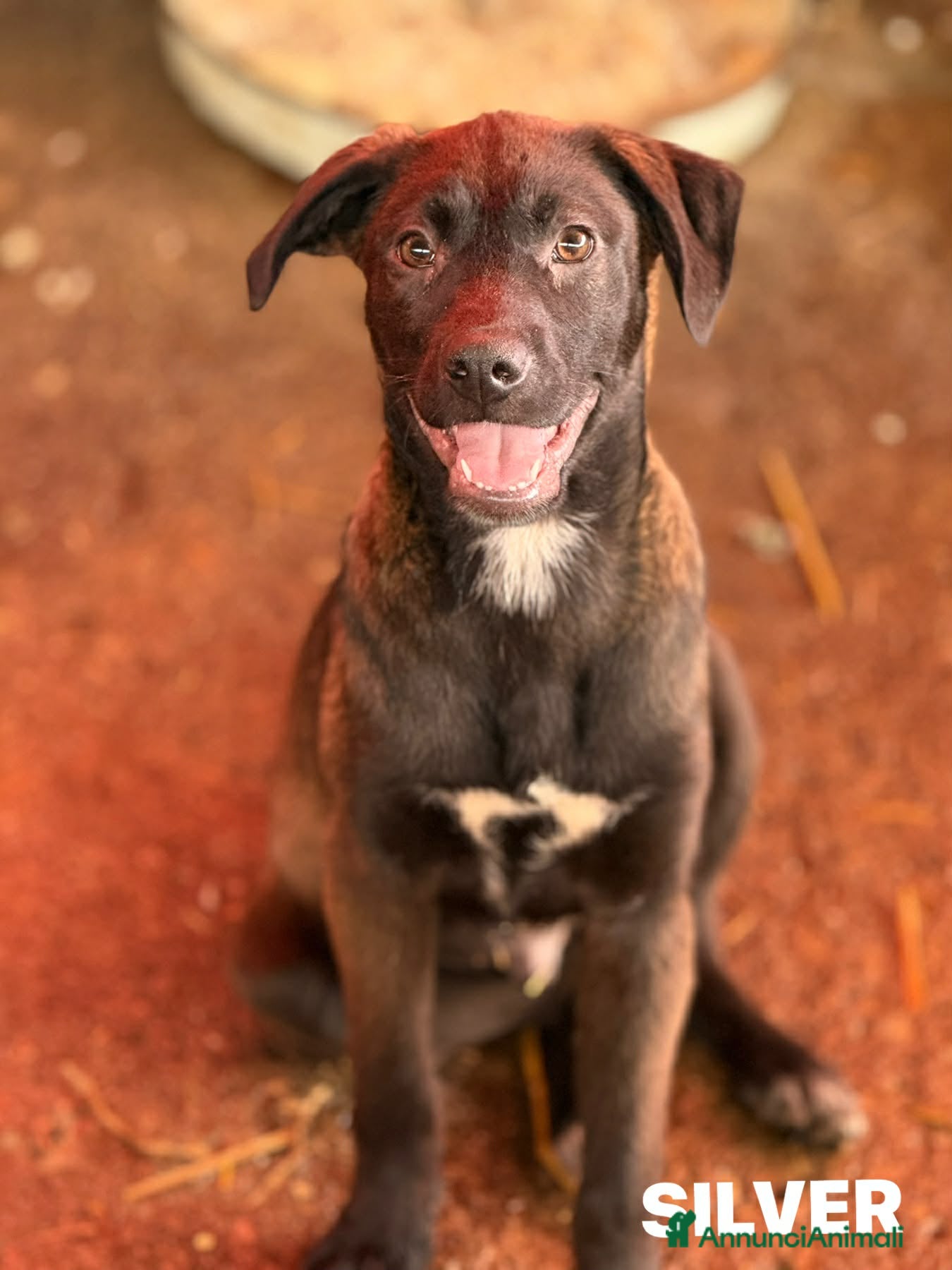 Meticcio cani in regalo: SILVER & STEEL, cuccioli dal manto argenteo!  - Annuncio 4