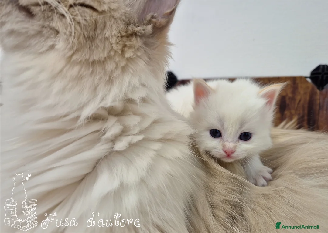 Siberiano gatti in vendita: Gattina siberiana neva masquerade  a Provincia di Perugia - Annuncio 2