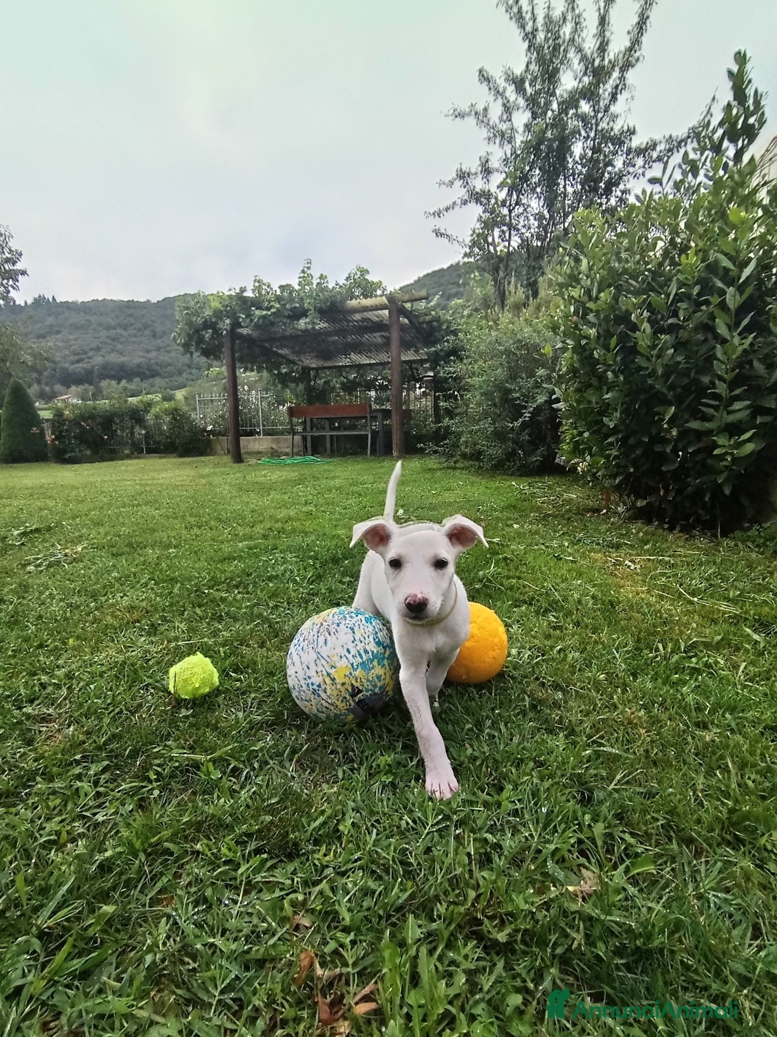 Pastore Svizzero cani Cuccioli di pastore svizzero bianco a pelo corto - Annuncio 2