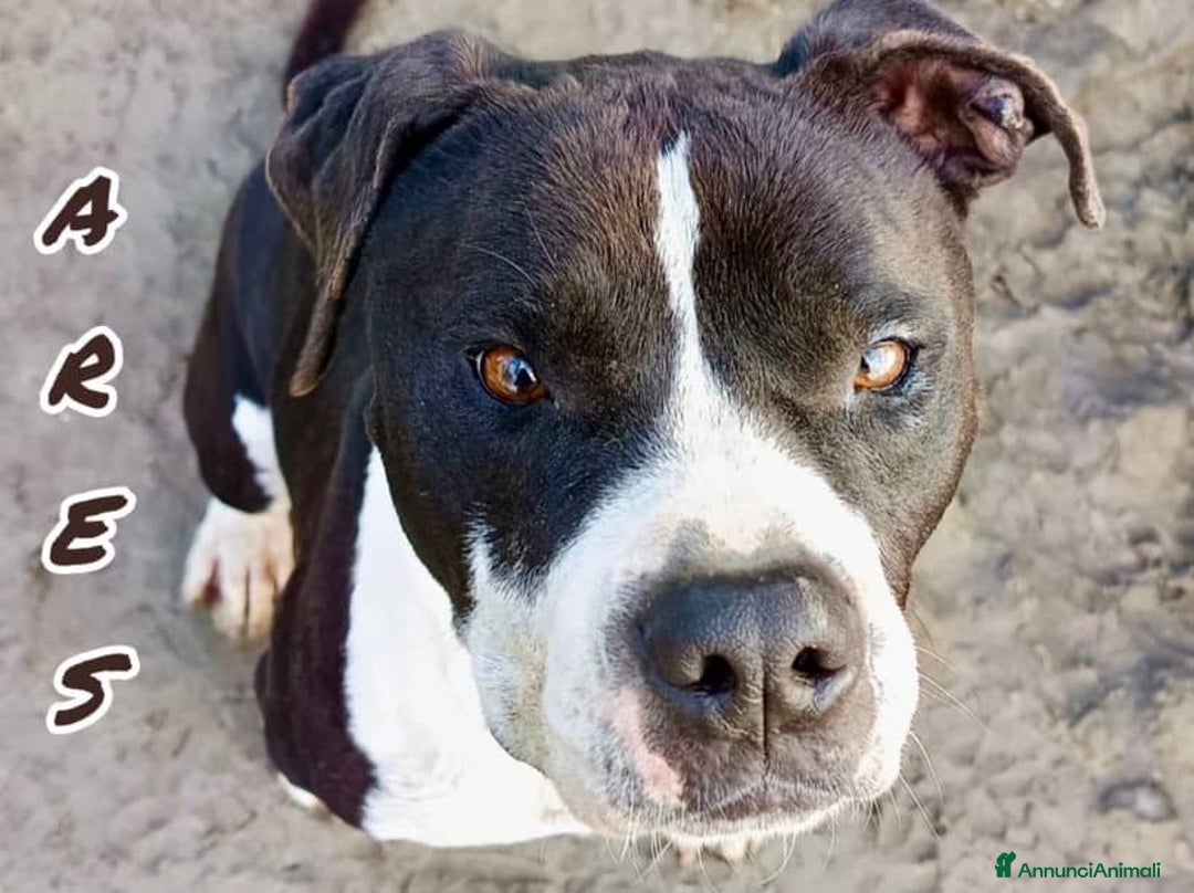 Pitbull cani in regalo: ARES cerca casa - solo per esperti! - Annuncio 5