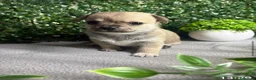 Chihuahua cani in vendita: Cuccioli chihuahua a Provincia di Cremona - Annuncio 10