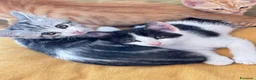 Europeo gatti in regalo: 4 cuccioline cercano casa  - Annuncio 4
