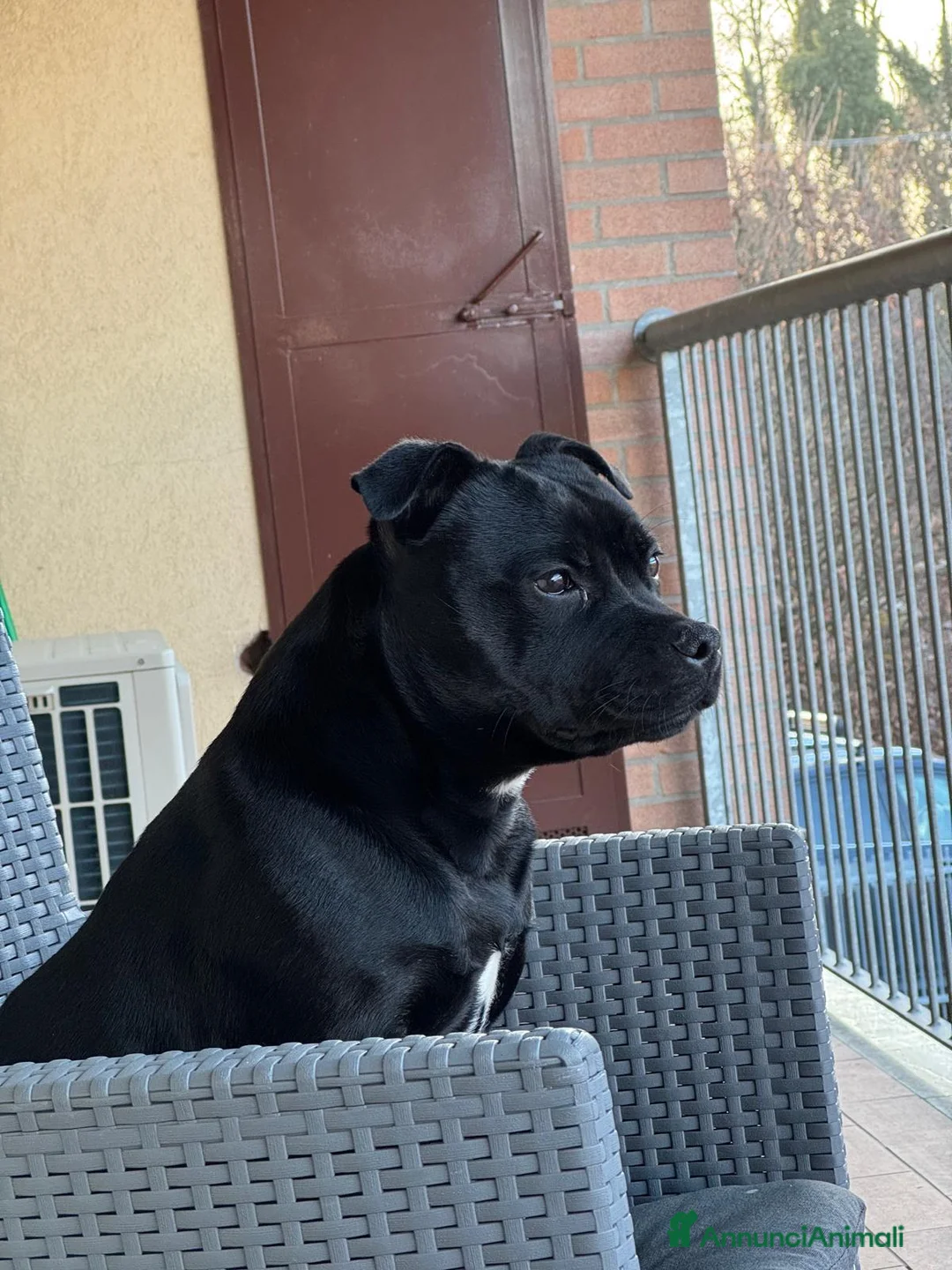 American Staffordshire cani in vendita: America staffordshire  - Annuncio 2