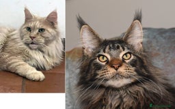 Maine Coon gatti in vendita: Cuccioli di Maine Coon a Città metropolitana di Milano - Immagine 14