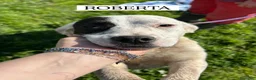 Meticcio cani in regalo: Roberta, la 3^ di 3 cucciole bellissime e monelle - Annuncio 8
