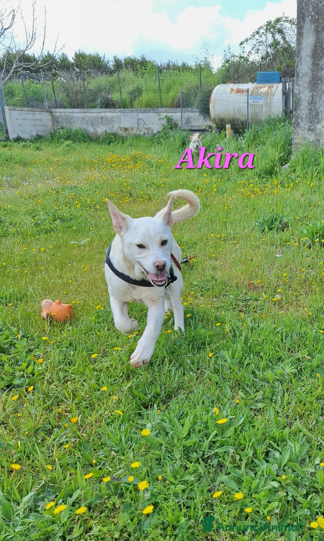 Meticcio cani in regalo: Akira mix akita in adozione  - Annuncio 1