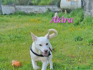 Meticcio cani Akira mix akita in adozione - Annuncio 5