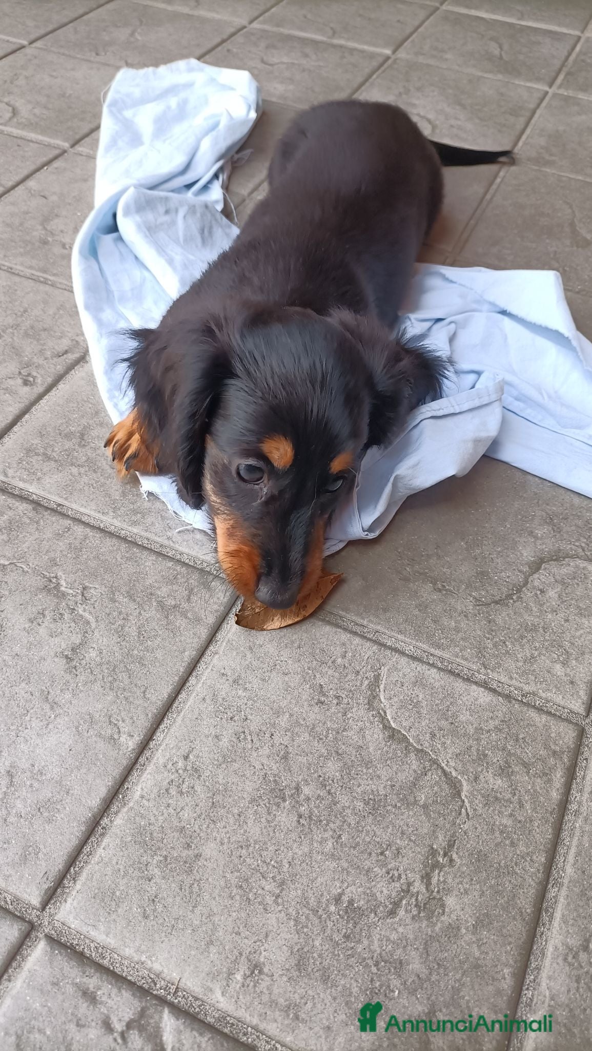 Bassotto Nano cani Bassotto pelo lungo - Annuncio 31