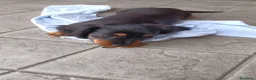 Bassotto Nano cani in vendita: Bassotto pelo lungo - Annuncio 1