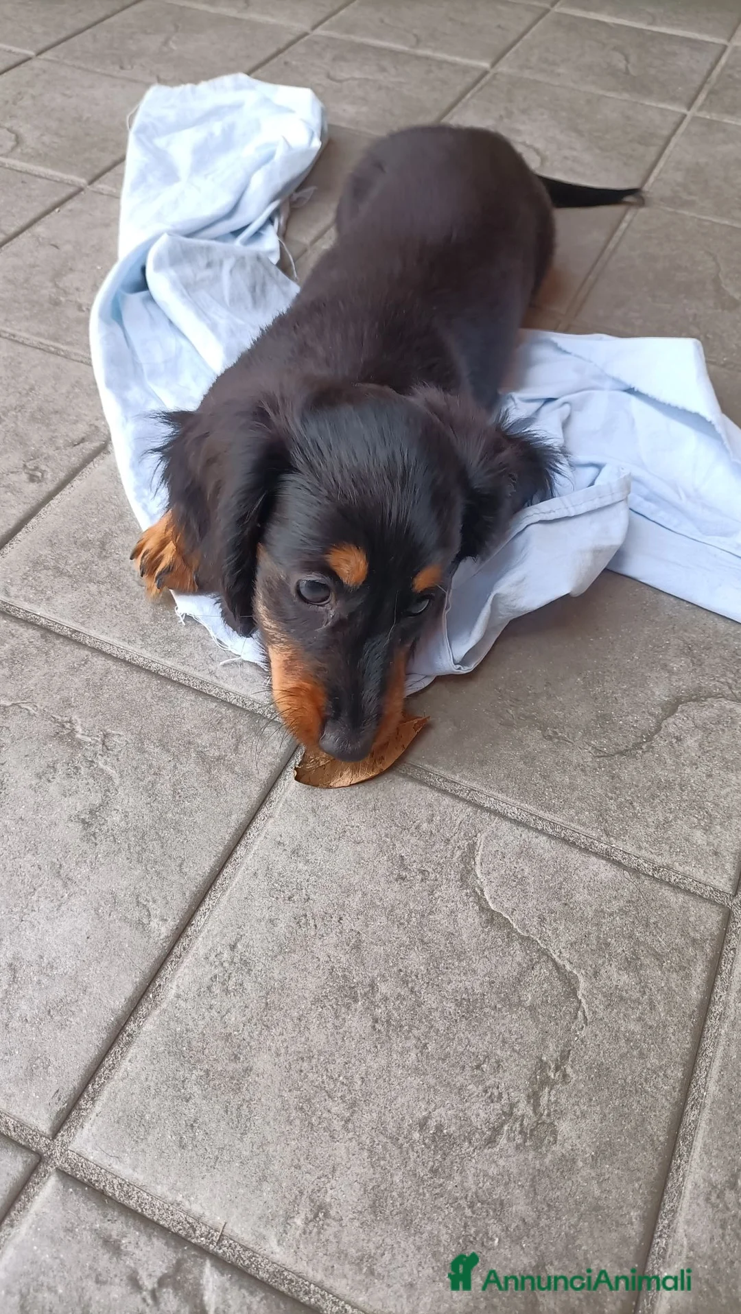 Bassotto Nano cani in vendita: Bassotto pelo lungo - Annuncio 1